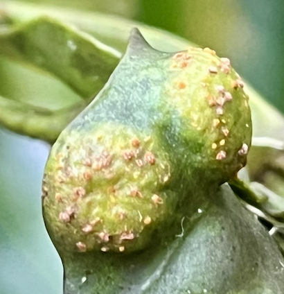 Sentier du Gol-4NOV25